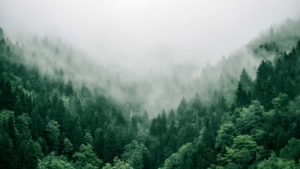 Bild Wald Nebel